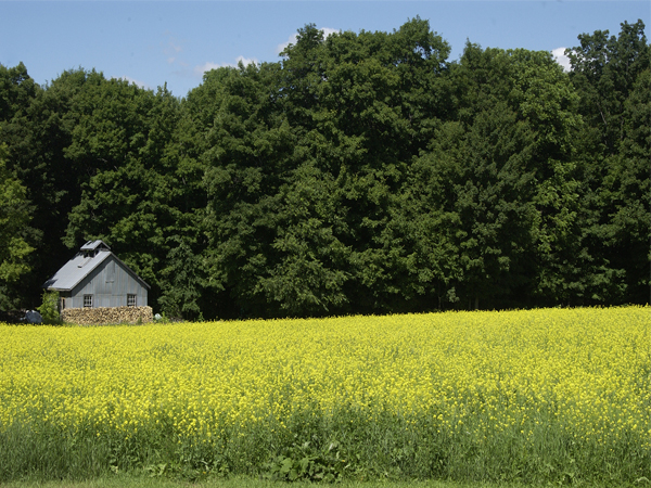 Champ de moutarde
